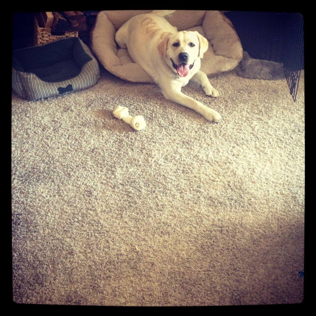 still trying to train this lil bastard