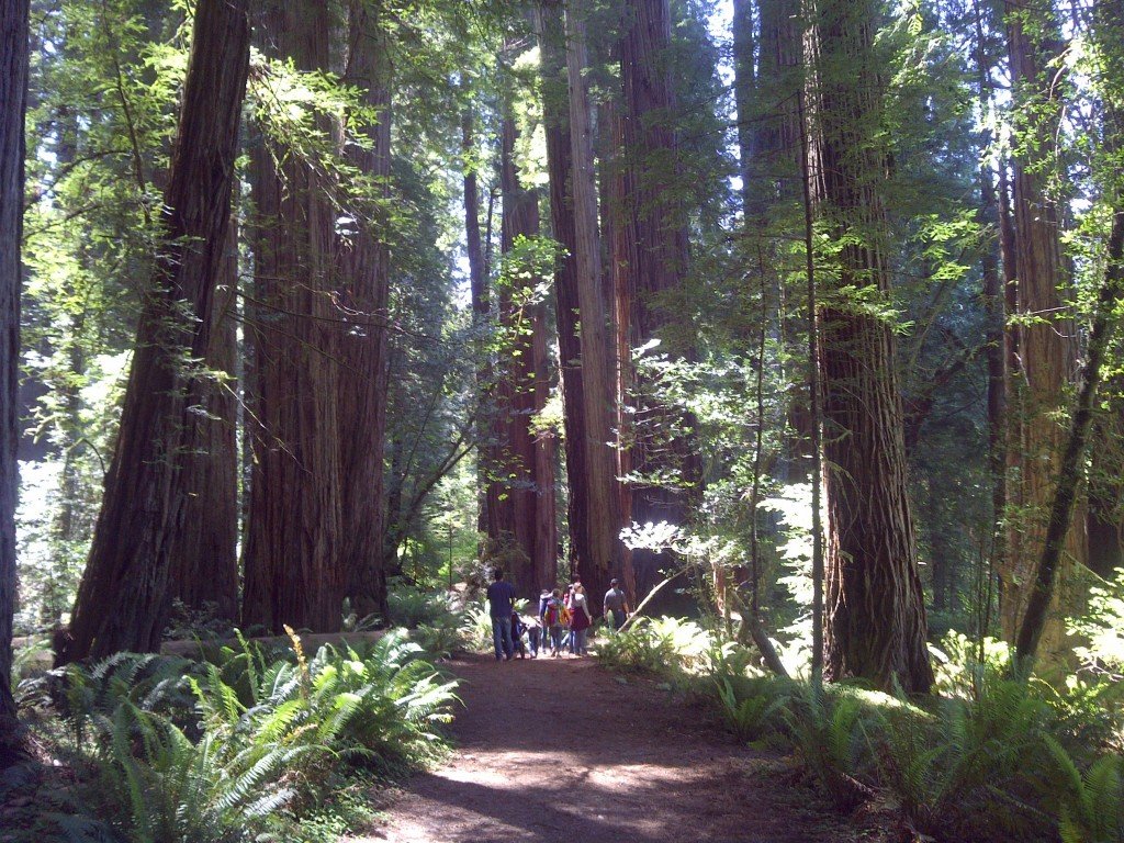 Stout Grove