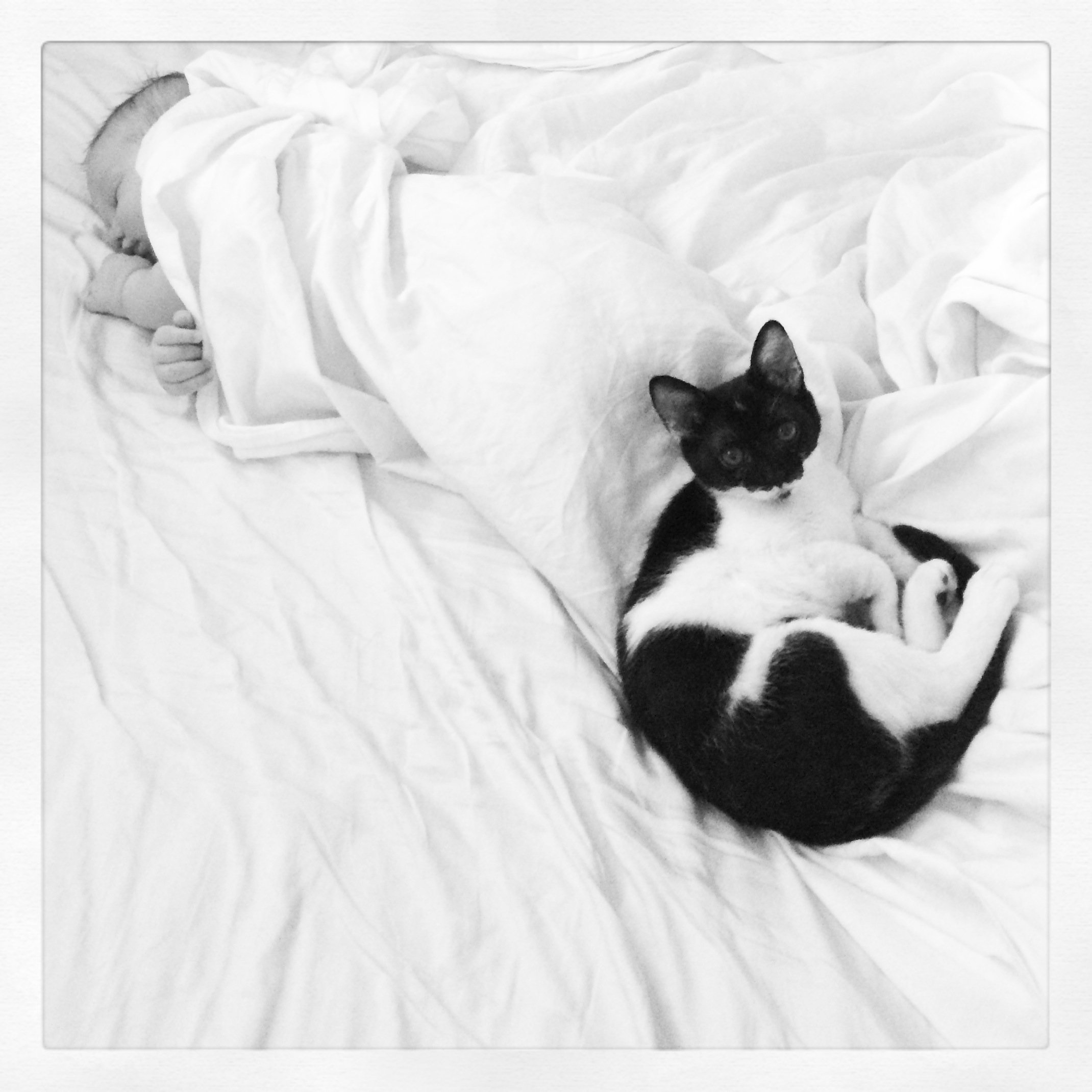 If lacking a dog, cats will suffice